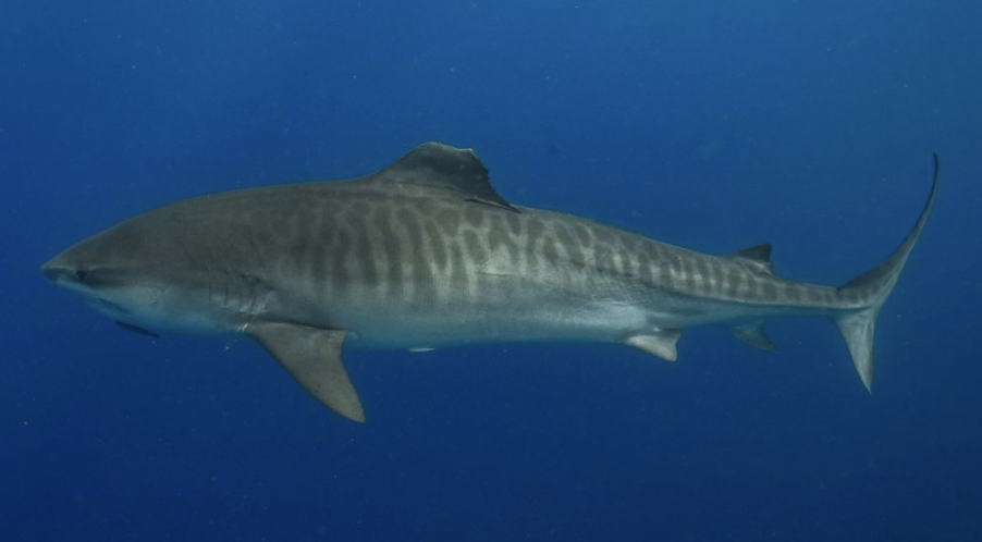 SHARK ID-TIGER SHARKS — One Ocean